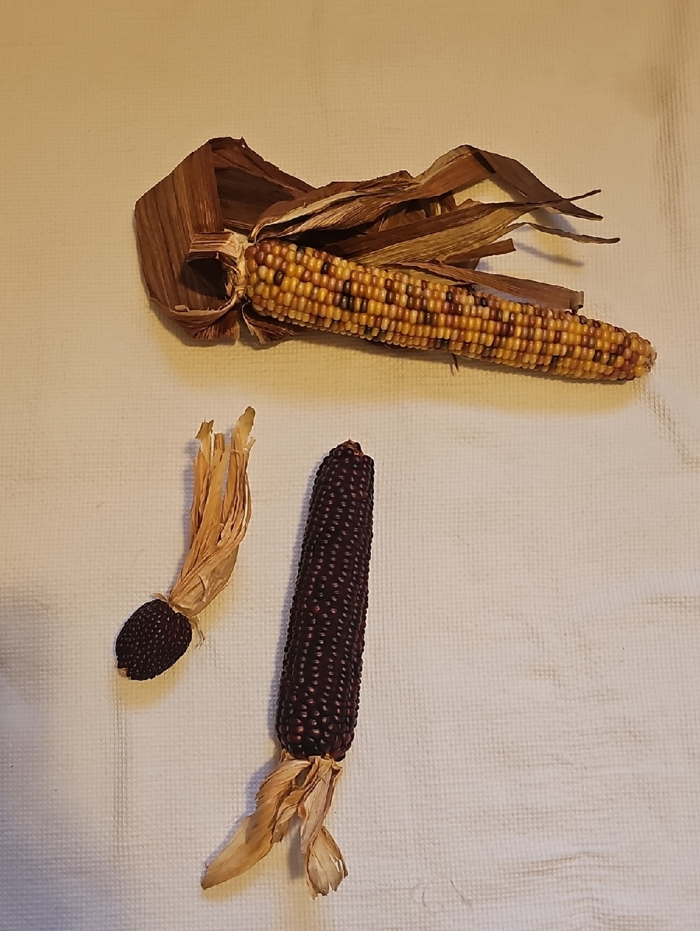 Ornamental Maize - Yellow & Deep Purple Ears